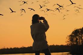 animals-birdwatching